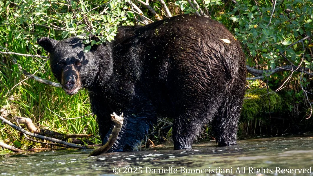 Black bear catching a salmon in shallow water along the shoreline of Addison Lake in Kenai Fjords National Park, Alaska.