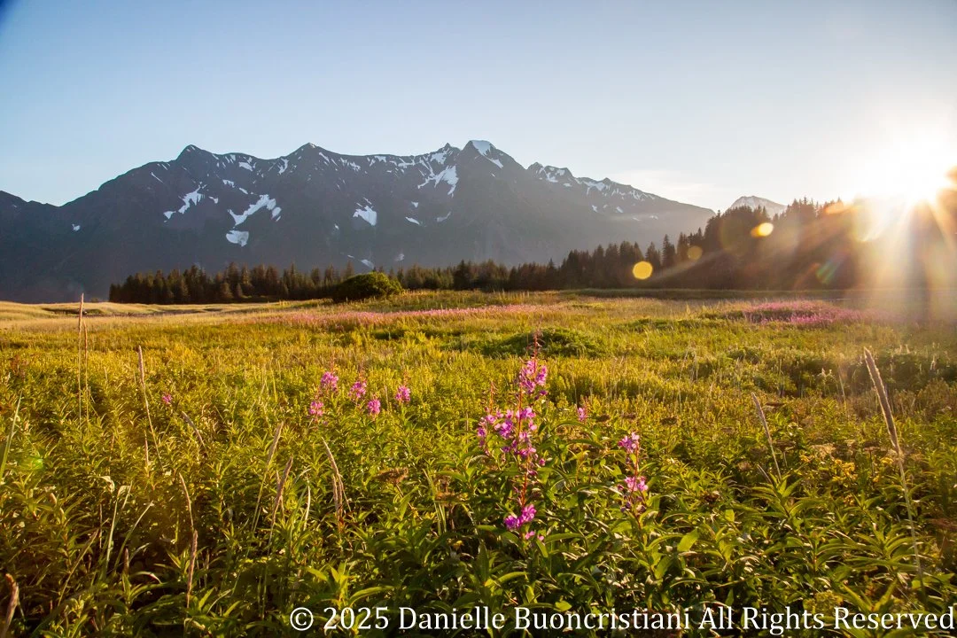 Wildflower meadow with pink fireweed and golden grasses near Kenai Fjords National Park, Alaska, with snow-capped mountains and warm evening sunlight in the background.