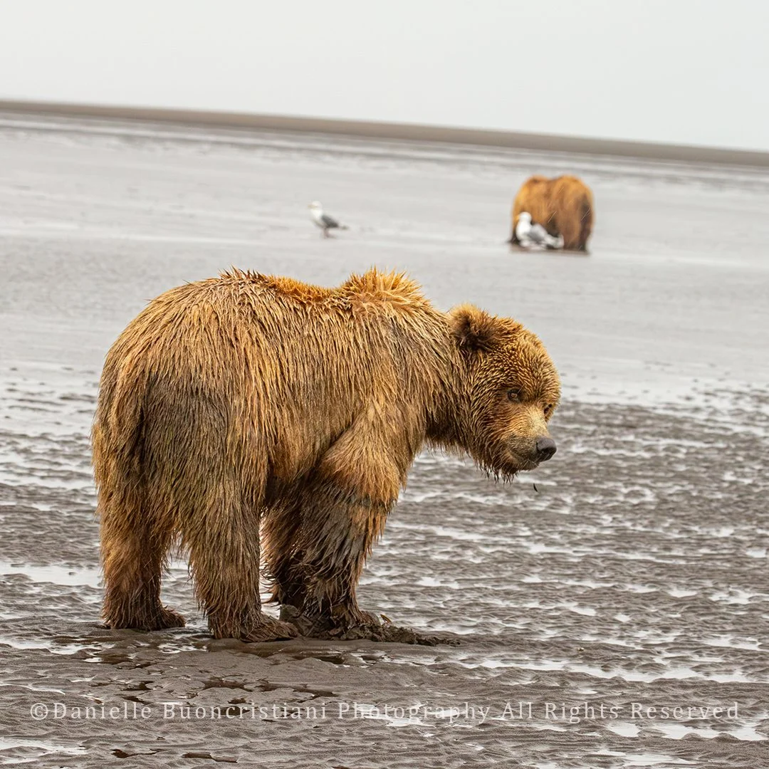 Wet coastal brown bear standing on tidal mudflats in Lake Clark National Park, with gulls and another clamming bear visible in the distance.