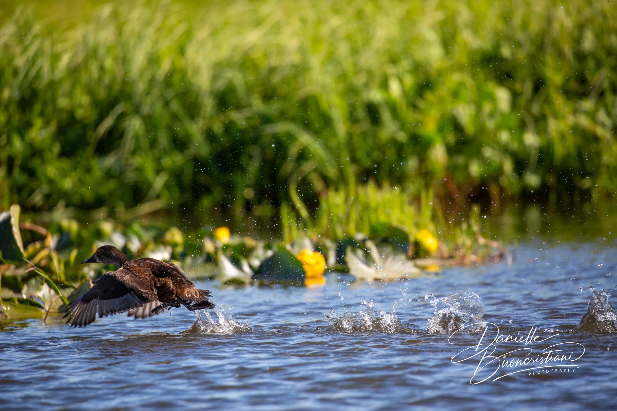 Waterbird lifting off from the surface of a lake in Alaska, splashing water with green shoreline behind.