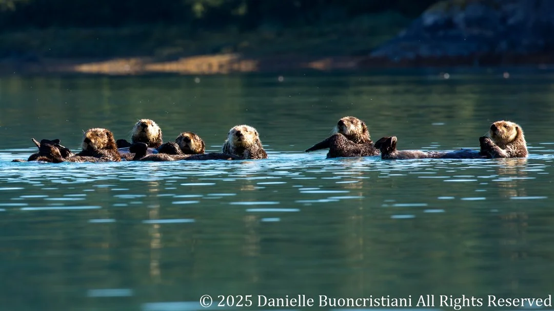 A raft of sea otters gathers in the calm water of Pedersen Lagoon, with several mothers carrying pups on their chests.