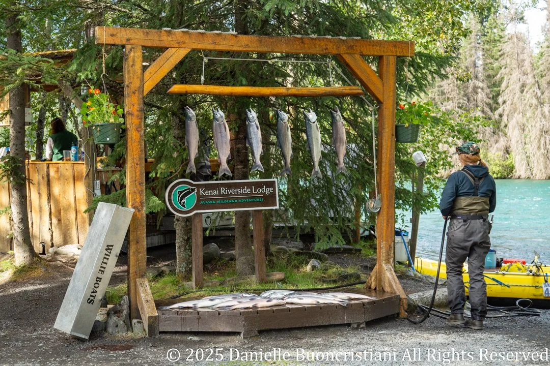 Freshly caught salmon hanging on a wooden rack at Kenai Riverside Lodge beside the Kenai River in Alaska.