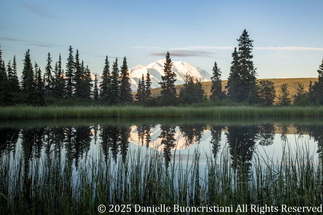 Mount Denali reflected in a calm pond, framed by grasses and spruce trees, under soft morning light at Camp Denali.