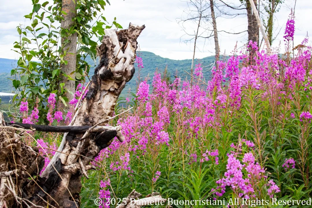 Pink fireweed flowers growing among burned trees in Alaska with mountains and valley in the background.
