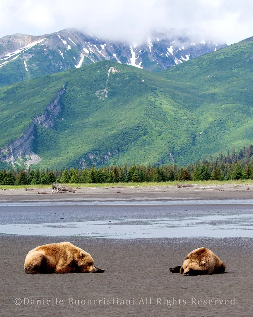 Two coastal brown bears sleeping on tidal flats at Lake Clark National Park with mountains in the background.