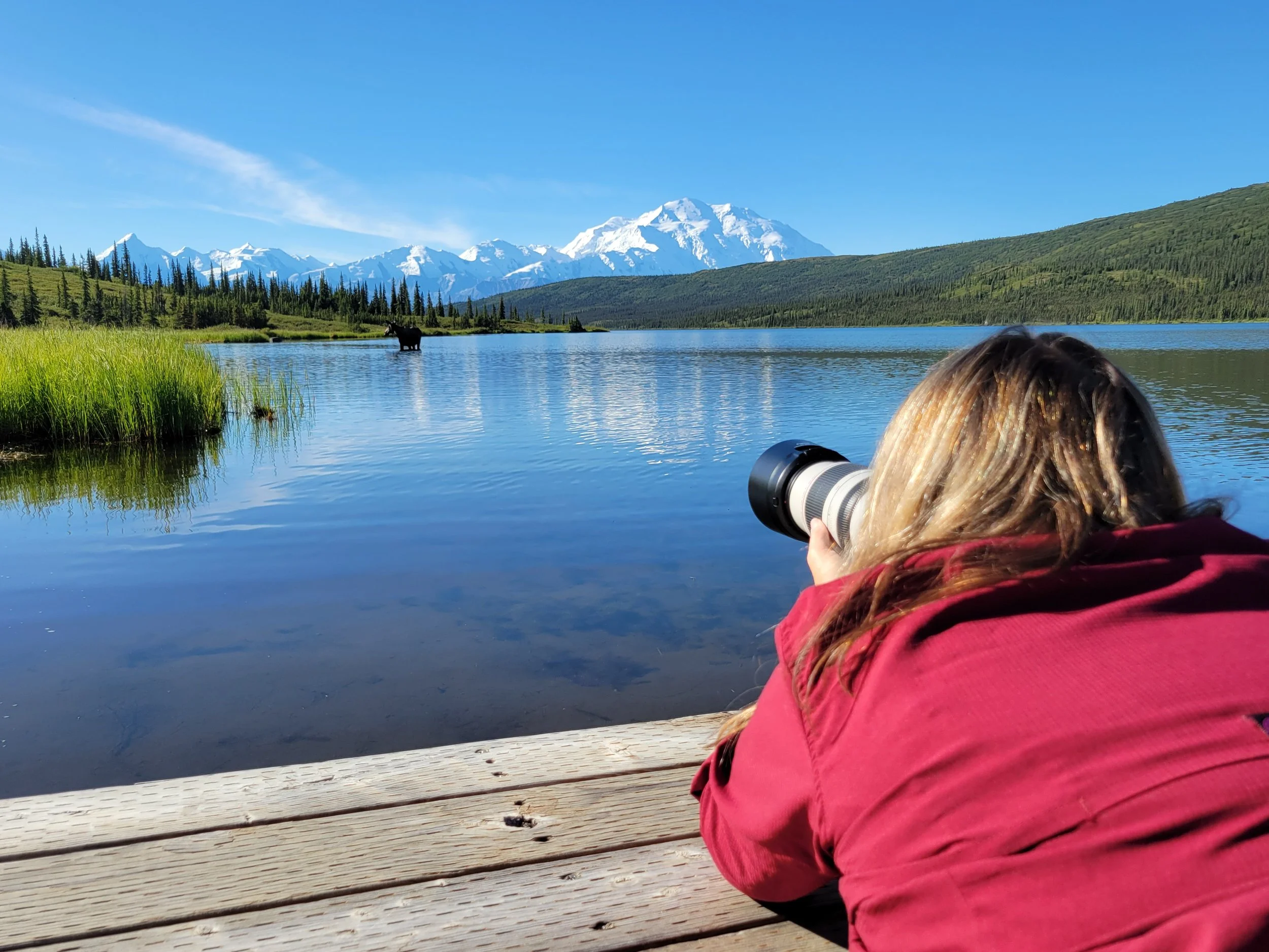 Photographer lying on a wooden dock at Wonder Lake, aiming a camera toward a cow moose standing in shallow water with Mount Denali in the background.