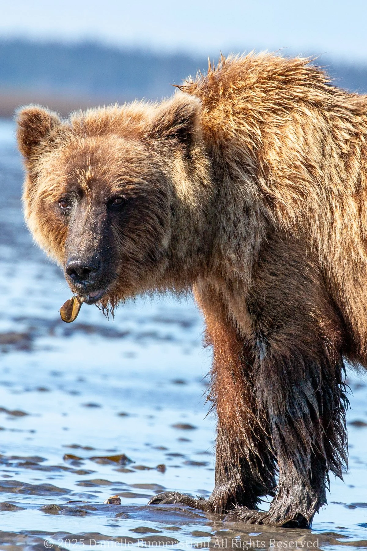 Coastal brown bear feeding along the Alaskan shoreline, photographed during a calm moment at low tide.