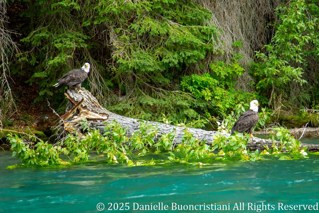 Two bald eagles perched on a fallen log along the turquoise Kenai River in Alaska, surrounded by green forest vegetation.