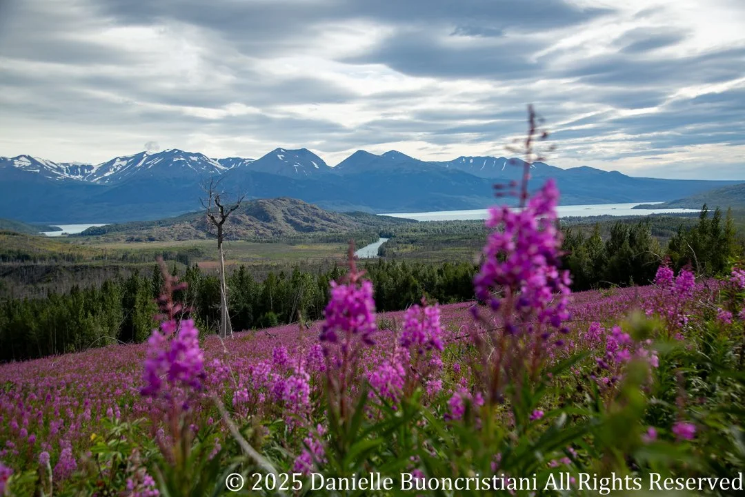 Pink fireweed flowers covering a hillside in Alaska with mountains and river valley in the background.