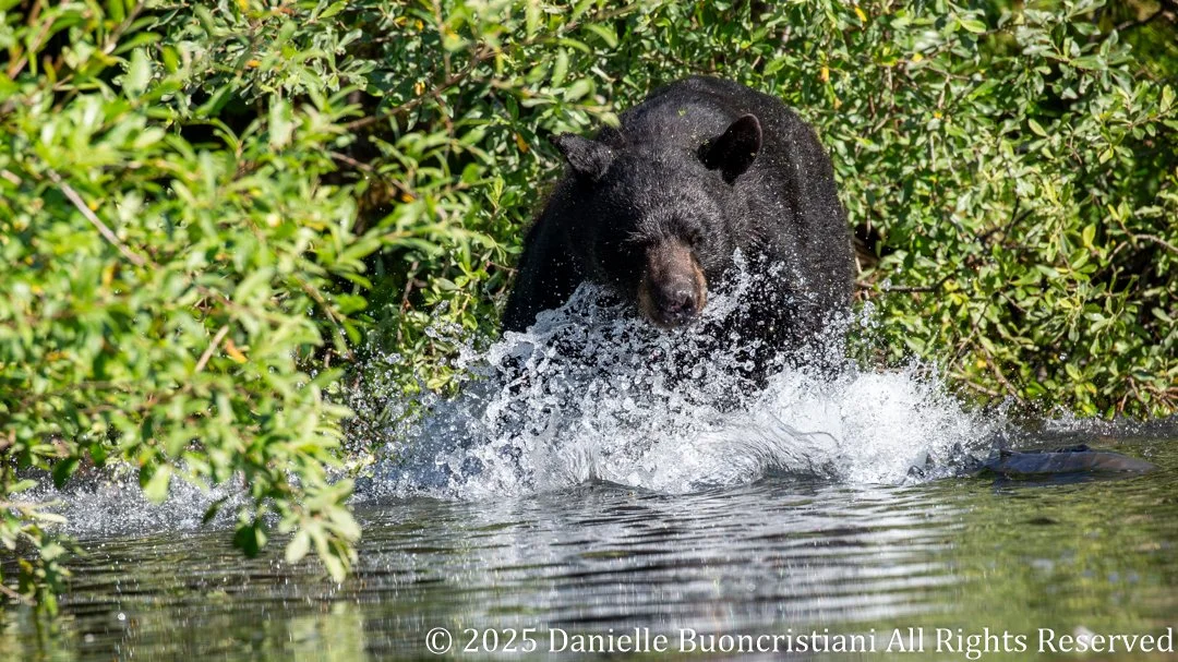 Black bear splashing through shallow water while fishing for salmon at Addison Lake in Kenai Fjords National Park, Alaska.