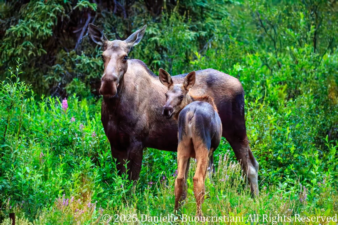 Cow moose and calf standing together in fireweed near Denali National Park during late-night summer light.