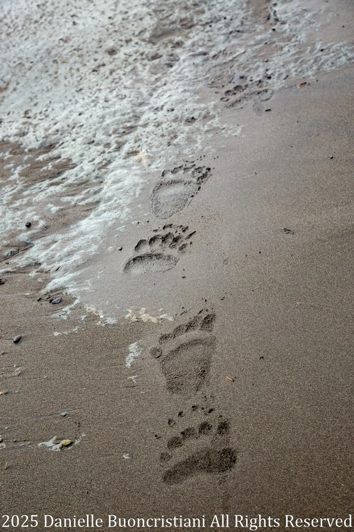 Brown bear tracks pressed into wet sand along an Alaska shoreline, with gentle waves washing nearby, symbolizing traces left behind in the wild.