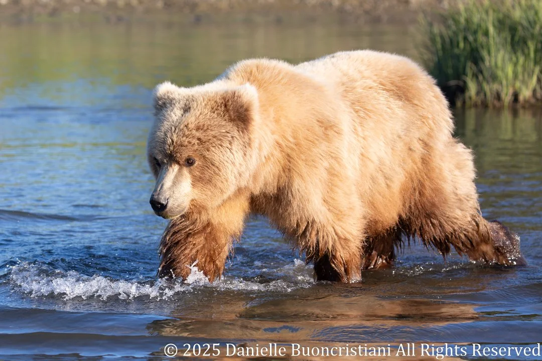 Coastal brown bear wading through shallow water at Lake Clark National Park, Alaska.