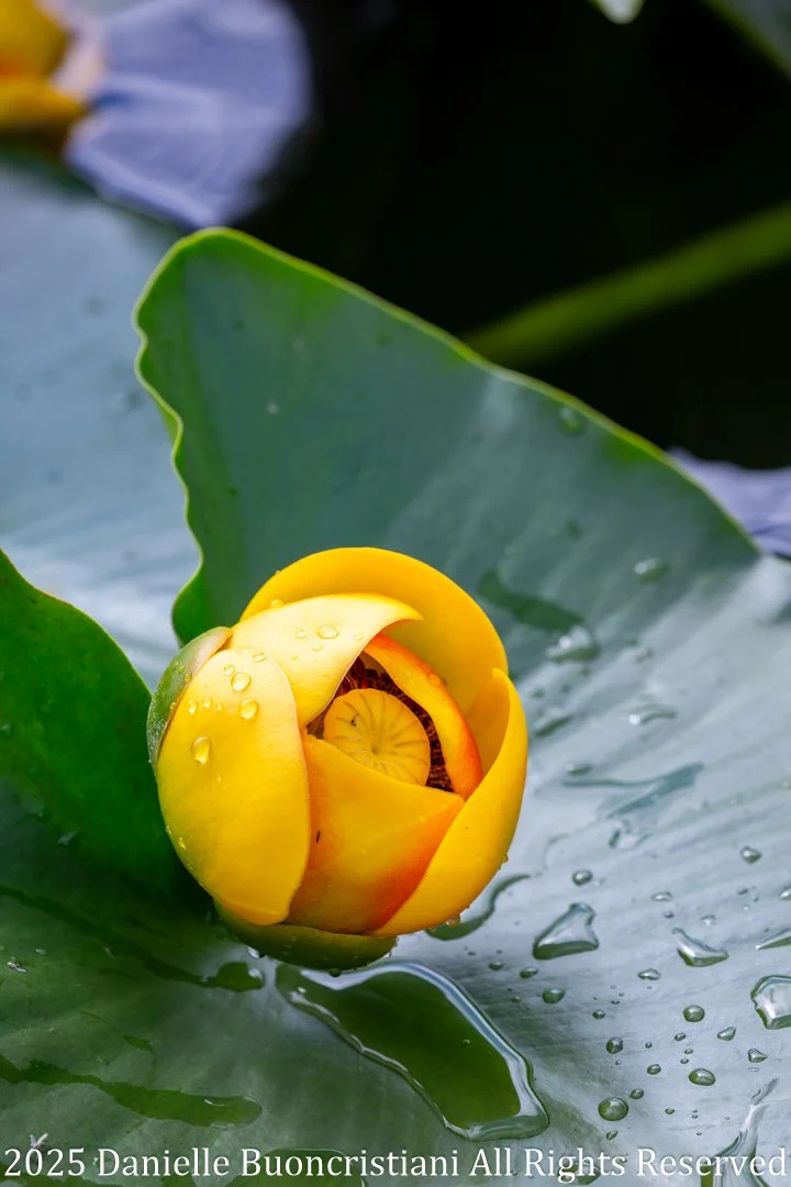 Close-up of a yellow water lily bud with raindrops resting on a green lily pad in Alaska.
