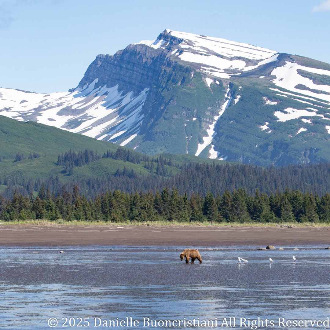 Coastal brown bear walking across the tidal flats at Silver Salmon Creek Lodge with gulls nearby, evergreen forest behind, and snow-covered mountains rising in the background on a clear morning.