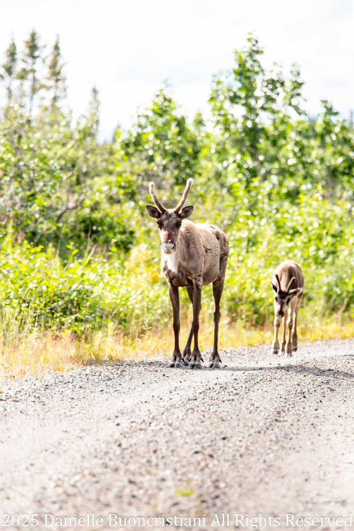 Mother caribou and her calf walking along a quiet gravel park road in Denali National Park, surrounded by green tundra, with minimal vehicle traffic due to road closure.