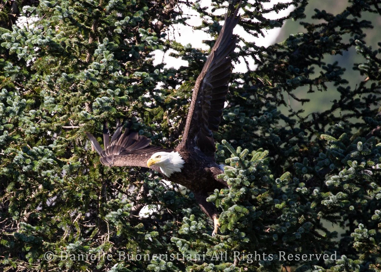A bald eagle lifts off from a spruce tree along the shore of Pedersen Lagoon as we approached by kayak.