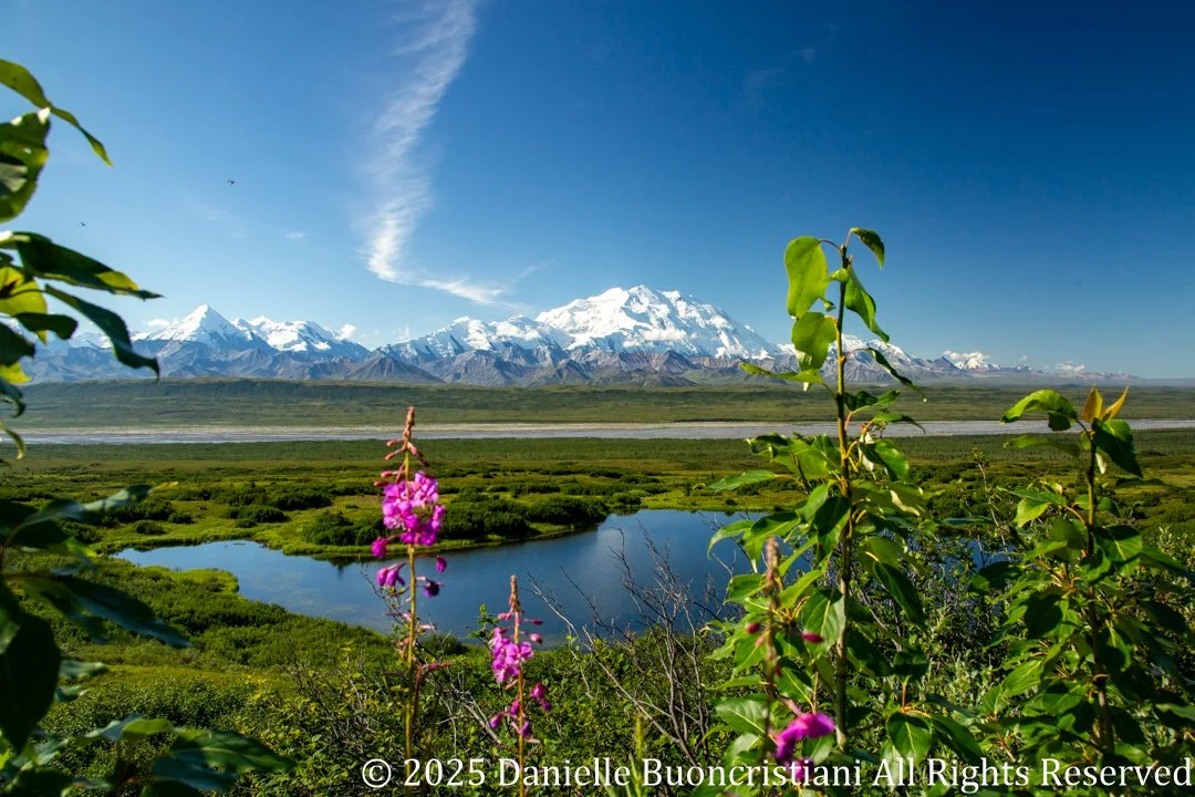 Kettle pond surrounded by tundra and wildflowers with Mount Denali visible in the background on a clear summer day.