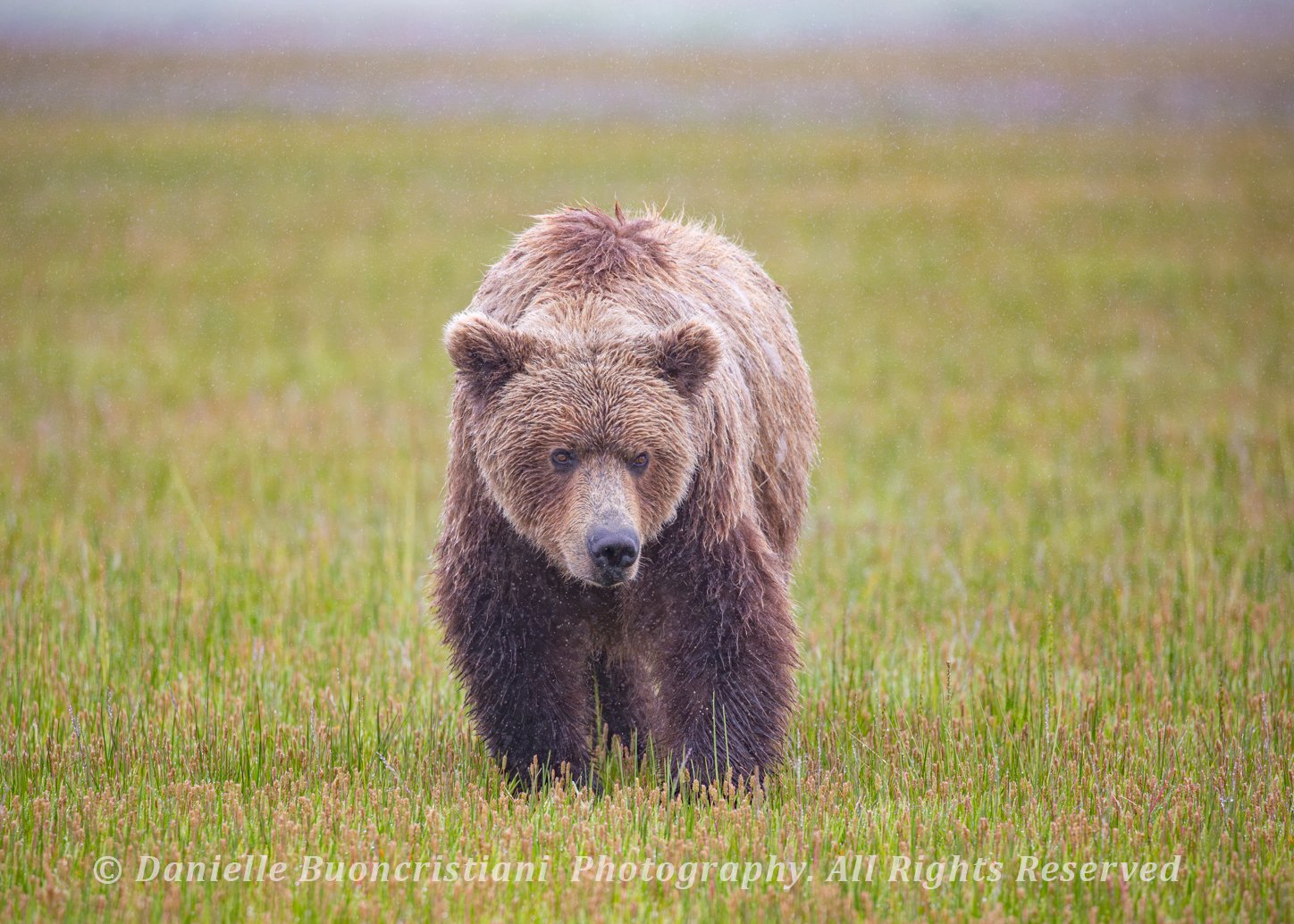 A coastal brown bear walking through tall, wet grasses in muted evening light, its fur damp from the rain.