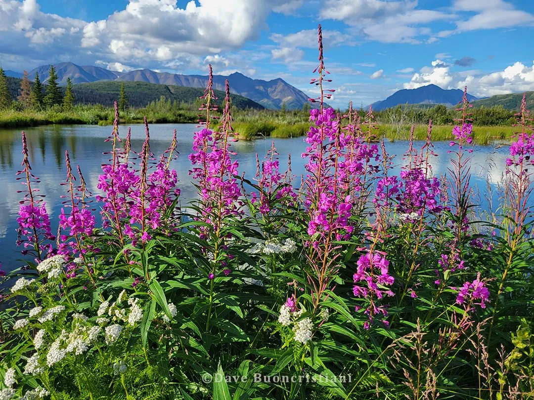 Vibrant pink fireweed blooming along a calm interior Alaska waterway with mountains in the distance.