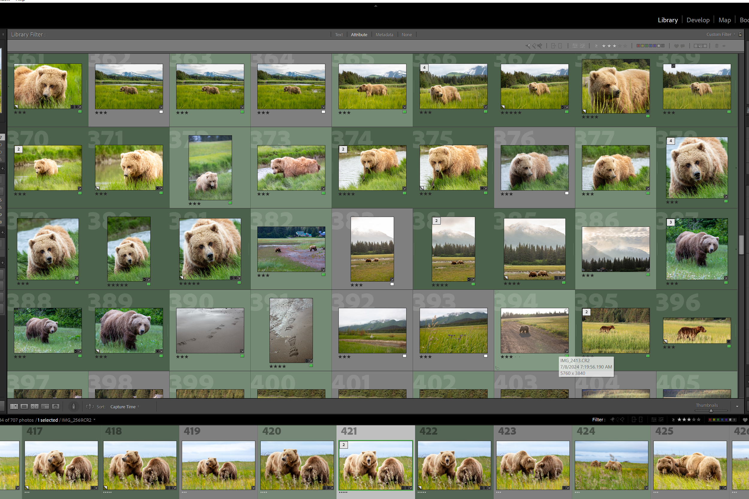 “Lightroom grid showing multiple wildlife photographs being reviewed and selected during the editing and culling process