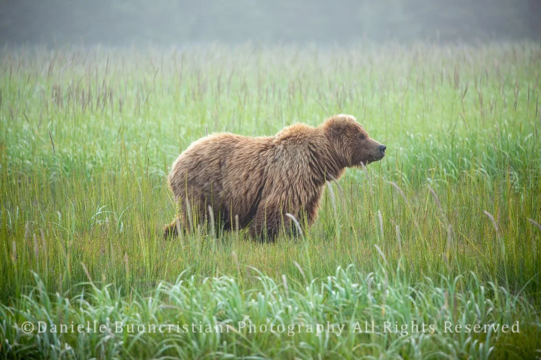 Coastal brown bear walking through misty meadow in soft morning rain, surrounded by wet grasses and evergreen trees.
