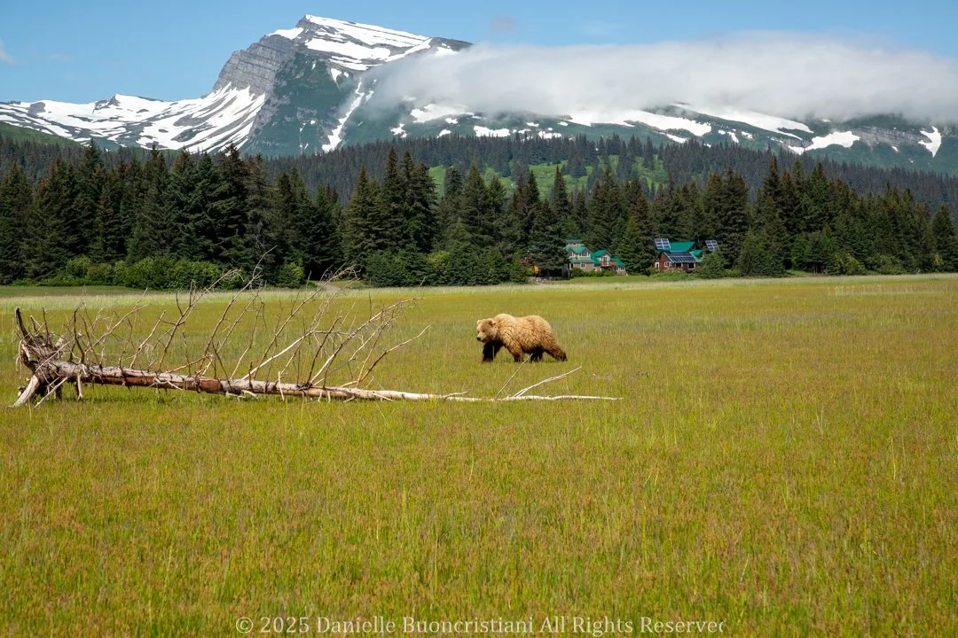 “Coastal brown bear walking through grassy meadow in Lake Clark National Park with mountains and cabins in background”
