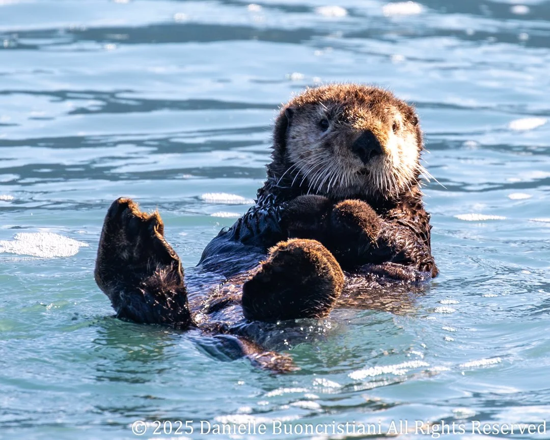Sea otter floating on its back in calm blue-green water in Kenai Fjords National Park, Alaska.