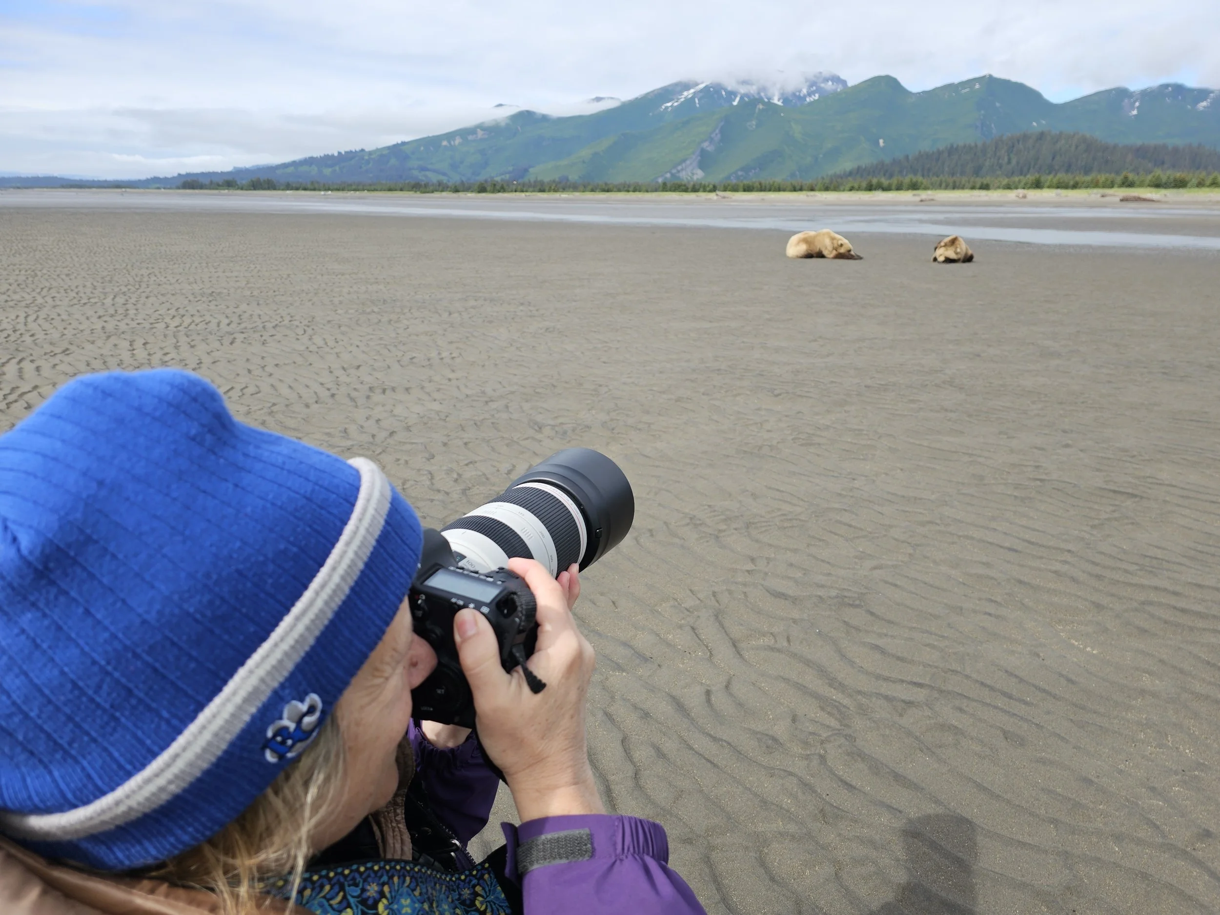 Wildlife photographer photographing two sleeping brown bears on tidal flats in Lake Clark National Park, Alaska.