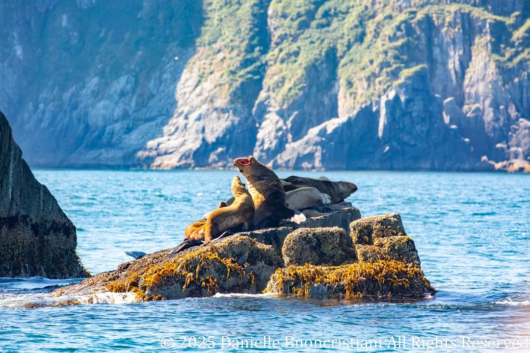 Steller sea lions sunning themselves on a rocky outcrop in Kenai Fjords National Park, Alaska, with turquoise ocean water and steep coastal cliffs in the background.