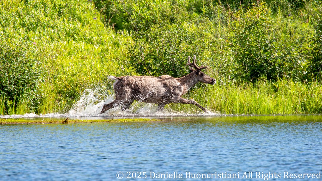 Caribou running through shallow water along the edge of a kettle pond in Denali National Park