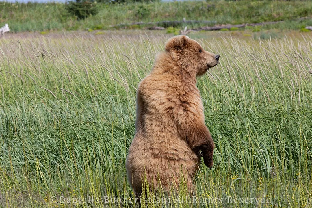 Coastal brown bear standing upright in tall grass, partially turned away, photographed in an Alaskan meadow.
