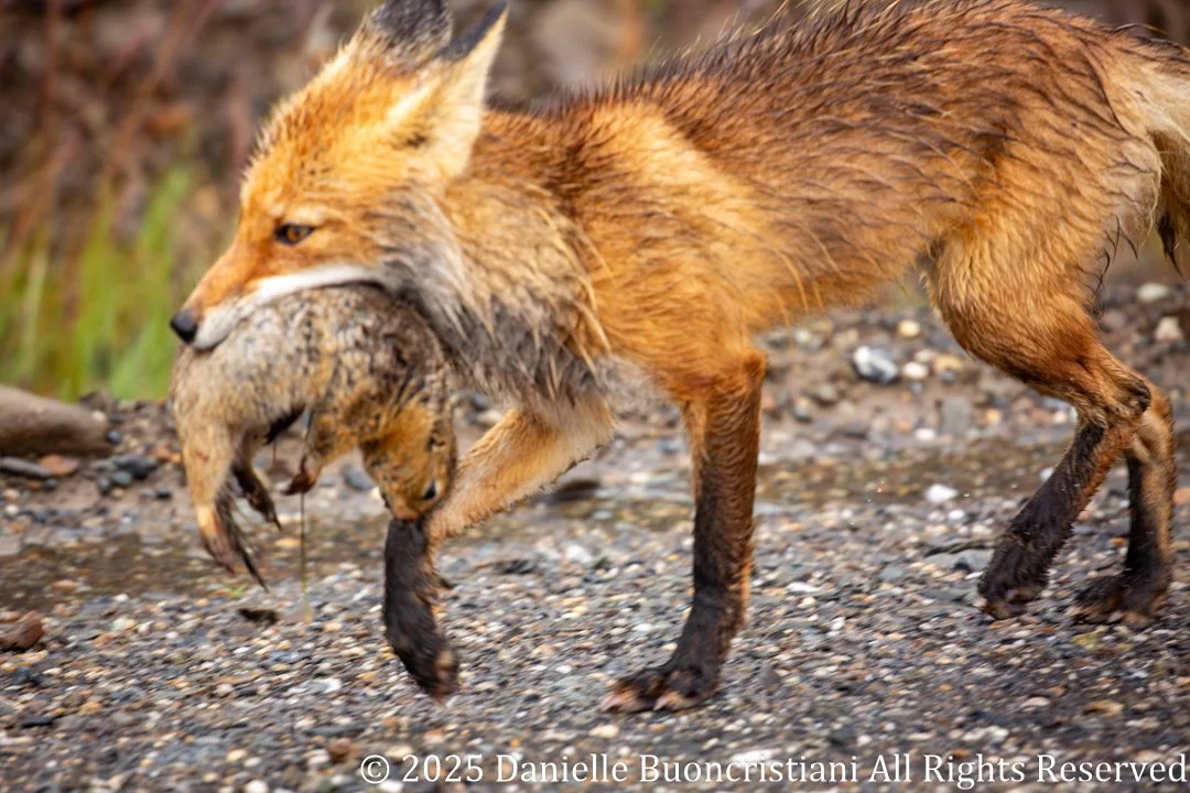 Red fox carrying an Arctic ground squirrel in its mouth while walking along a gravel road in Denali National Park.