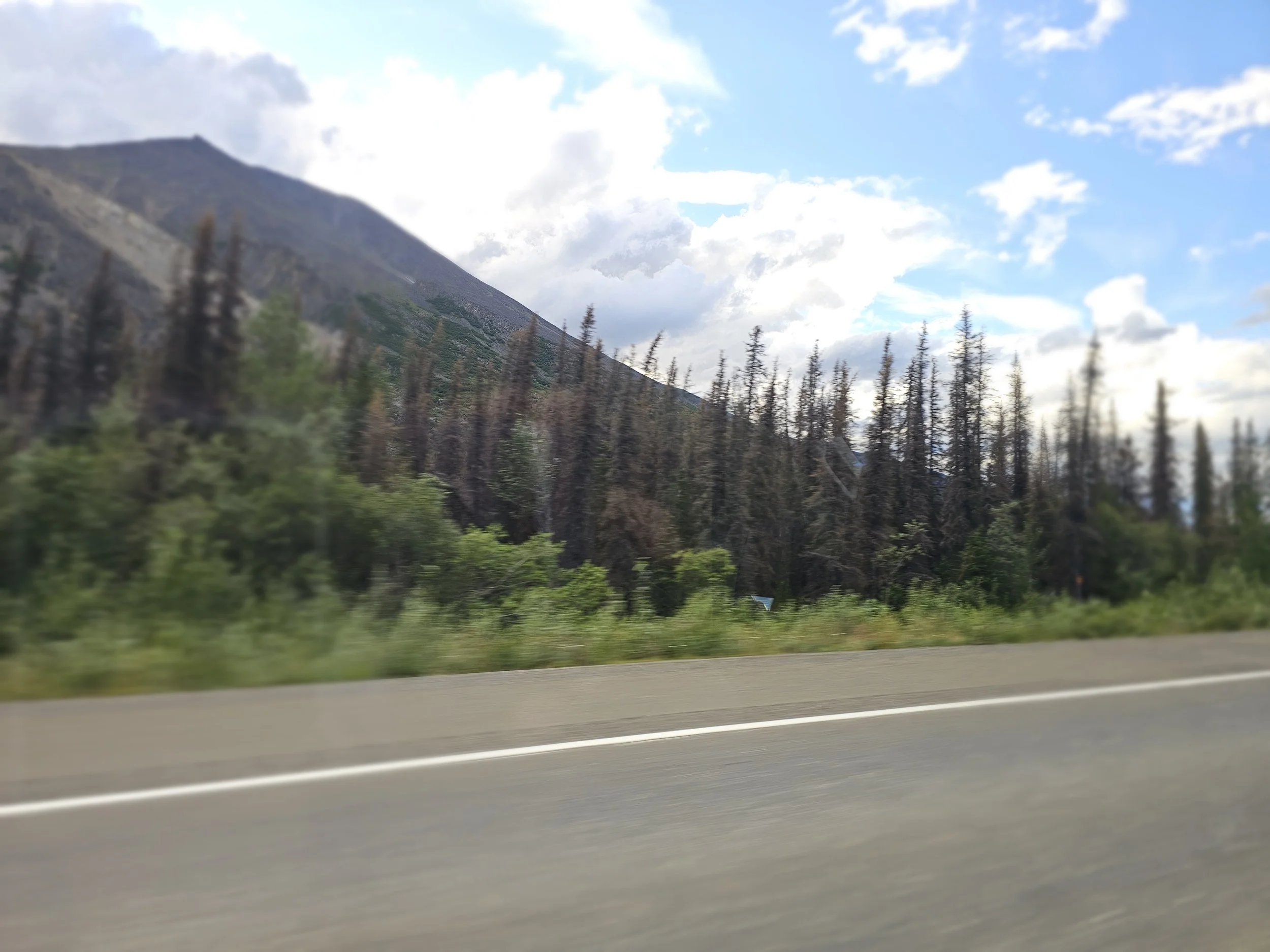 Brown, lifeless spruce trees lining the roadside in interior Alaska, observed from a moving van.