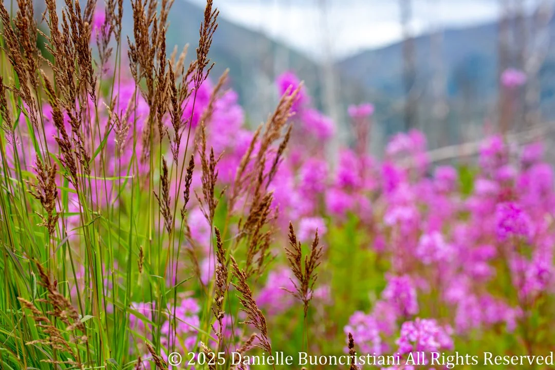 Close-up of grasses and pink fireweed flowers with soft mountain background in Alaska.