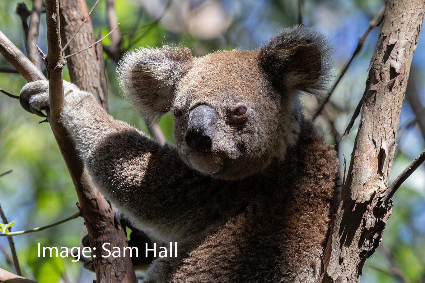 koala, chlamydia, ocular, where are we at with, wawawpod, David Curnow, Peter Timms, UniSC, Professor, vaccine, research, bio-innovation, Ceva wildlife, disease, retrovirus