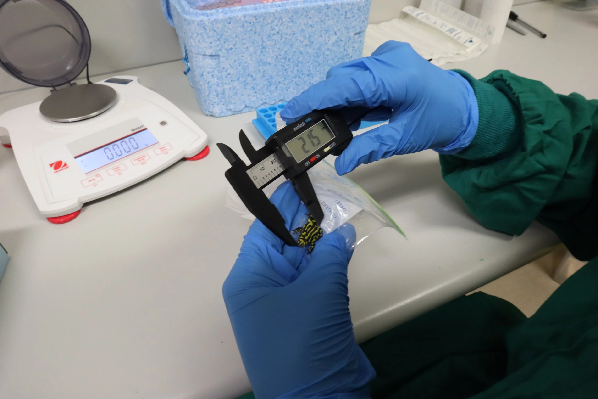 WAWAW, where are we at with, David Curnow, corroboree frog, frog, fungus, Tiffany Kosch, genome, genomic, sequence, DNA, chytridiomycosis, science, innovation, technology, University of Melbourne, amphibian,