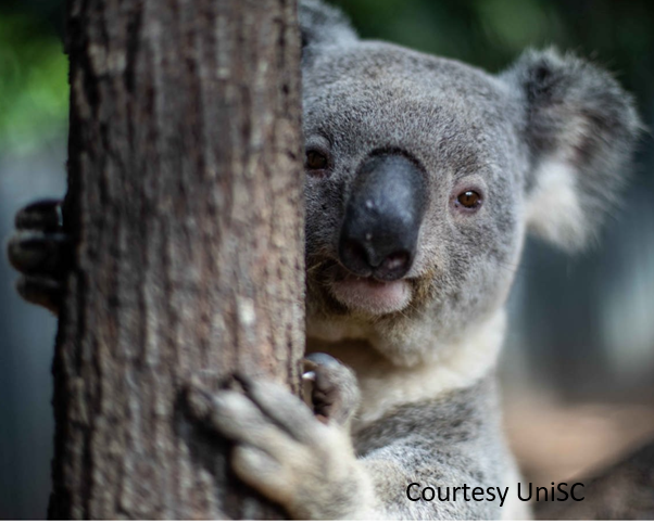 WAWAW, wawawpod, Where are we at with, Koala, chlamydia, Peter Timms, vaccine, UniSC, University Sunshine Coast, bioinnovation, marsupials, wet bottom disease, fauna, Australian, extinction, David Curnow