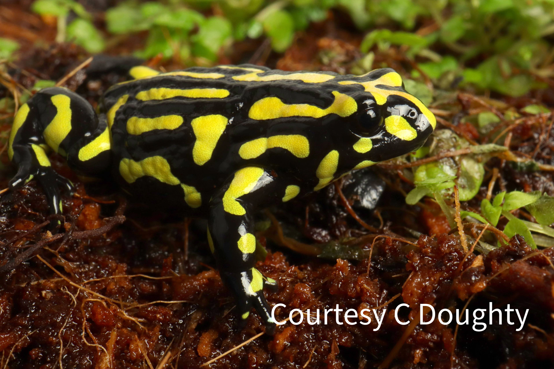 WAWAWPod, Where are we at with, Corroboree frog, genome sequence, chytridiomycosis, Tiffany Kosch, podcast, Melbourne University, frog fungus