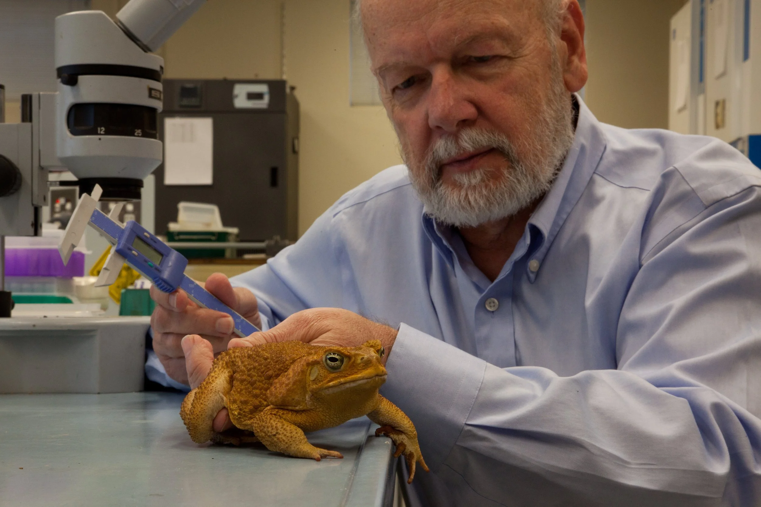 WAWAWPod, Where Are We At With, WAWAW, Rick Shine, Cane Toad, invasive, podcast, David Curnow, gene editing, biocontrol, peter pan, tadpoles, Australia, frog, amphibian, pest