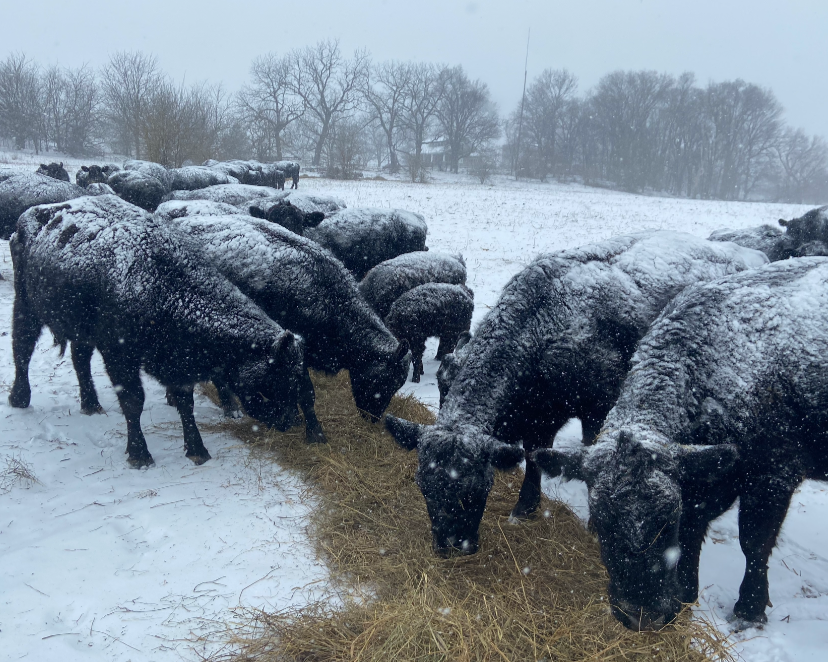 Black Angus Quarters & Halves