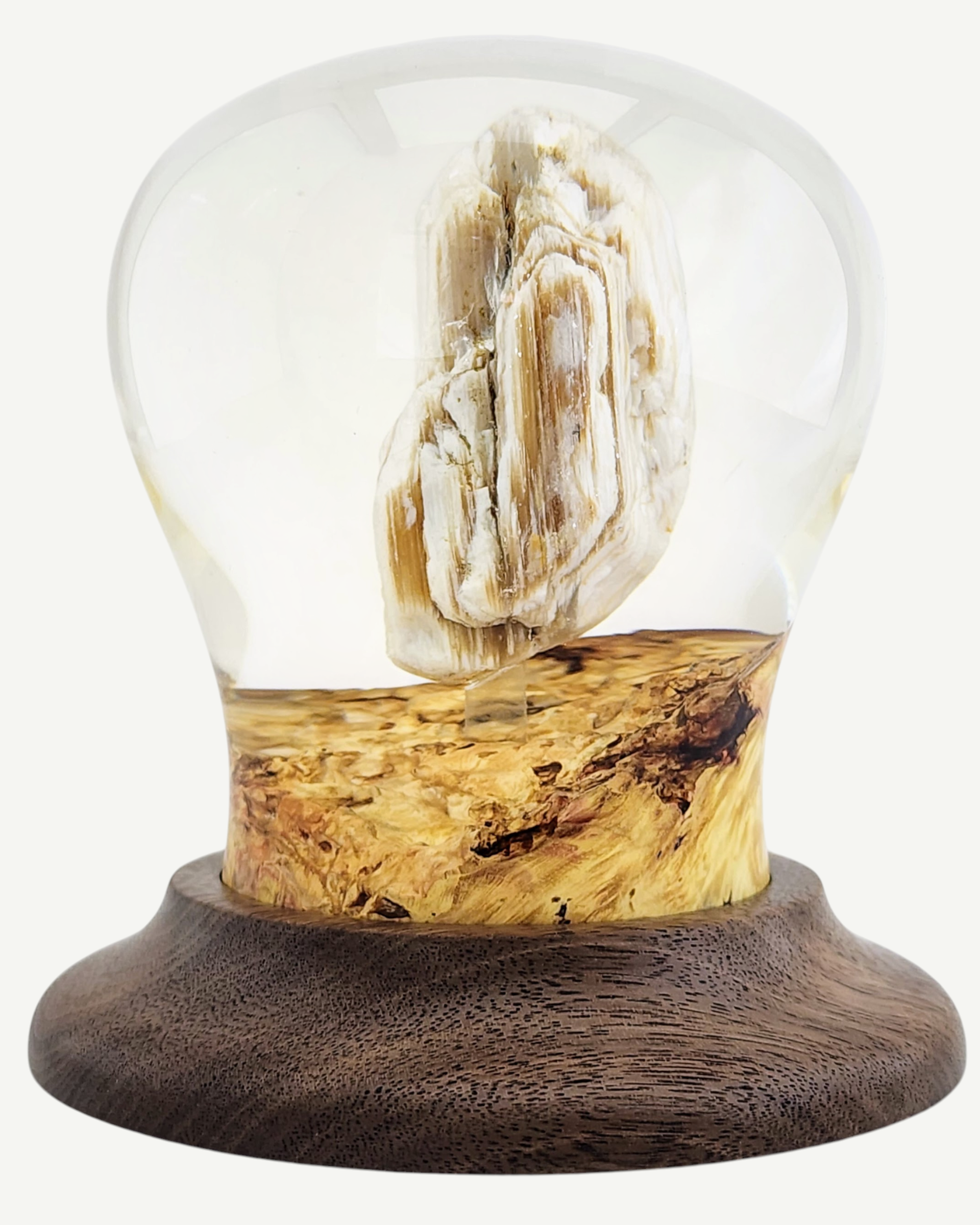 Petrified Wood Encased in Resin on Walnut Stand