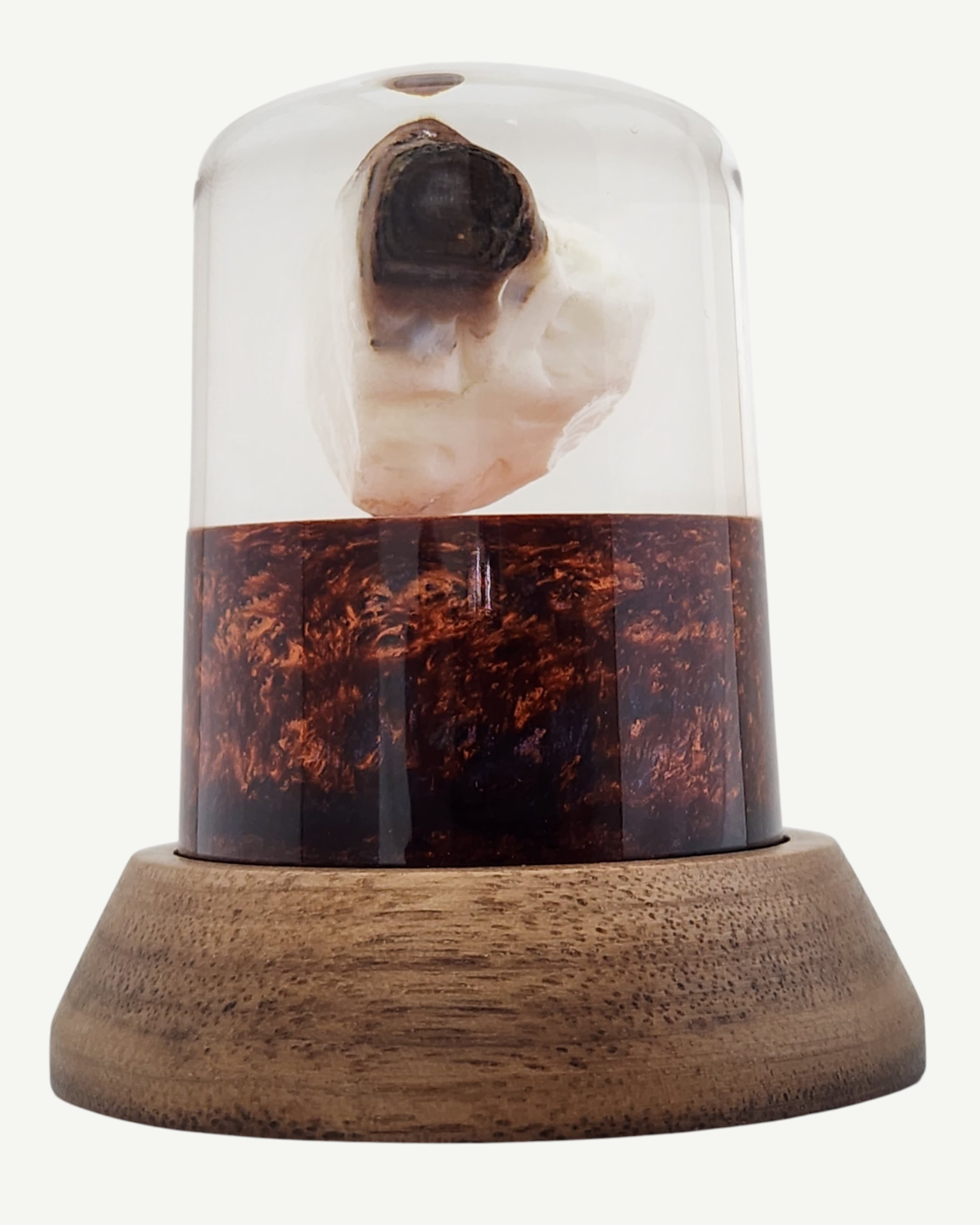 Petrified Wood Encased in Resin on Walnut Stand