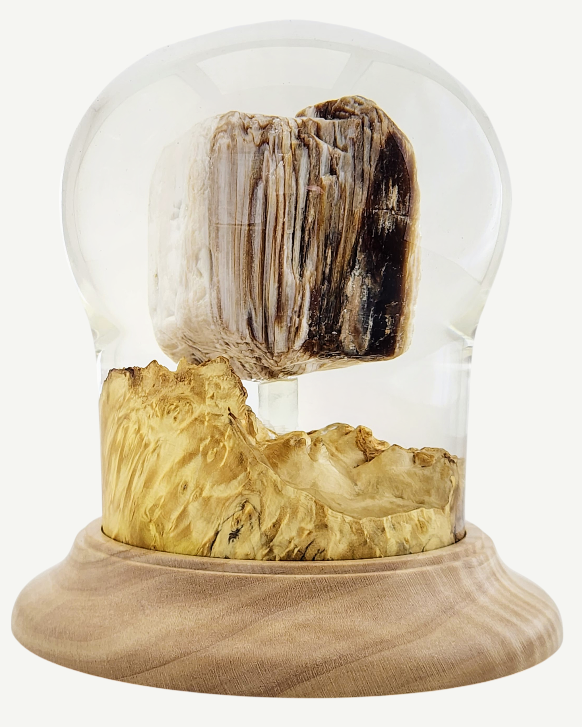 Petrified Wood Encased in Resin on Figured Maple Stand