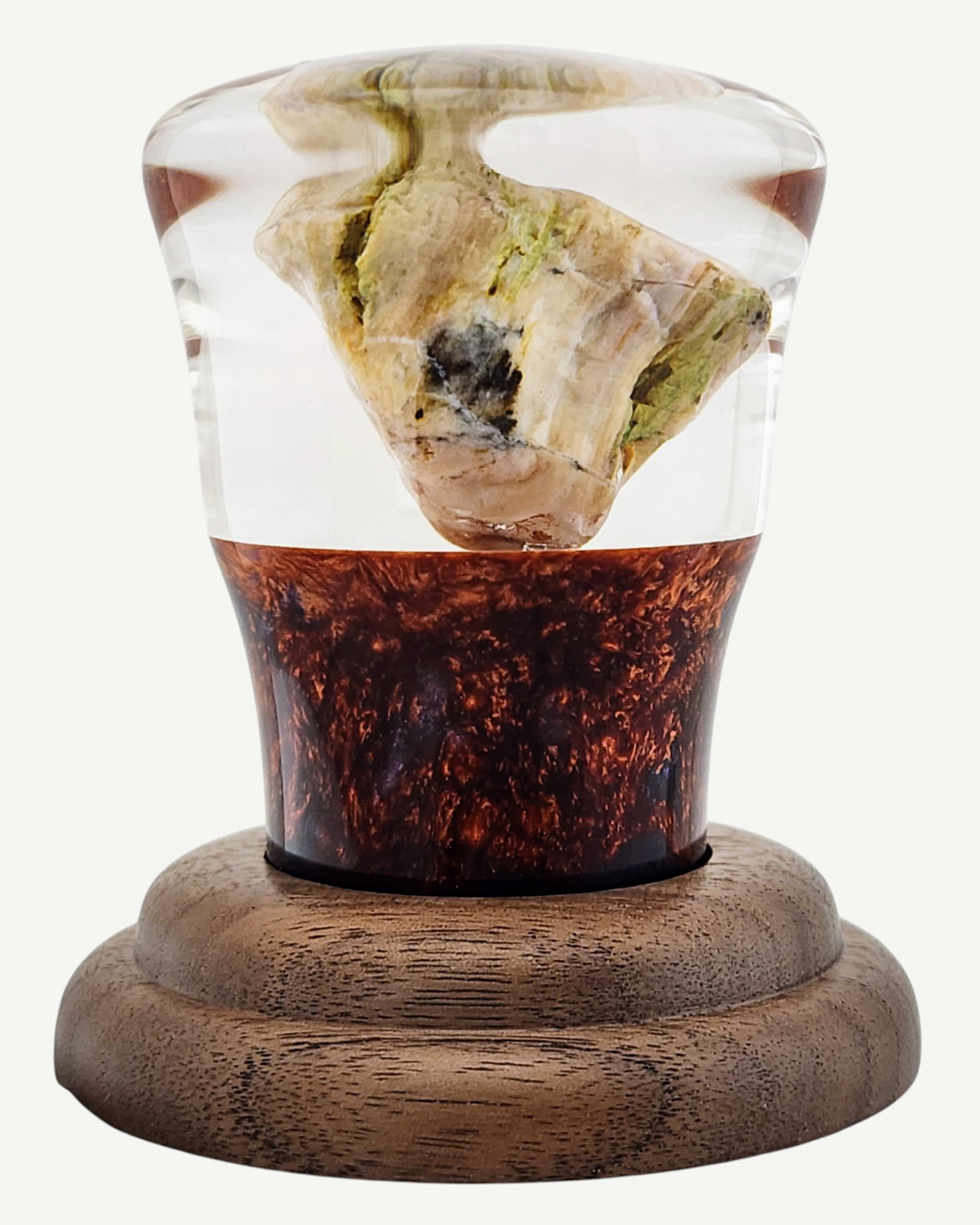 Petrified Wood Encased in Resin on Walnut Stand