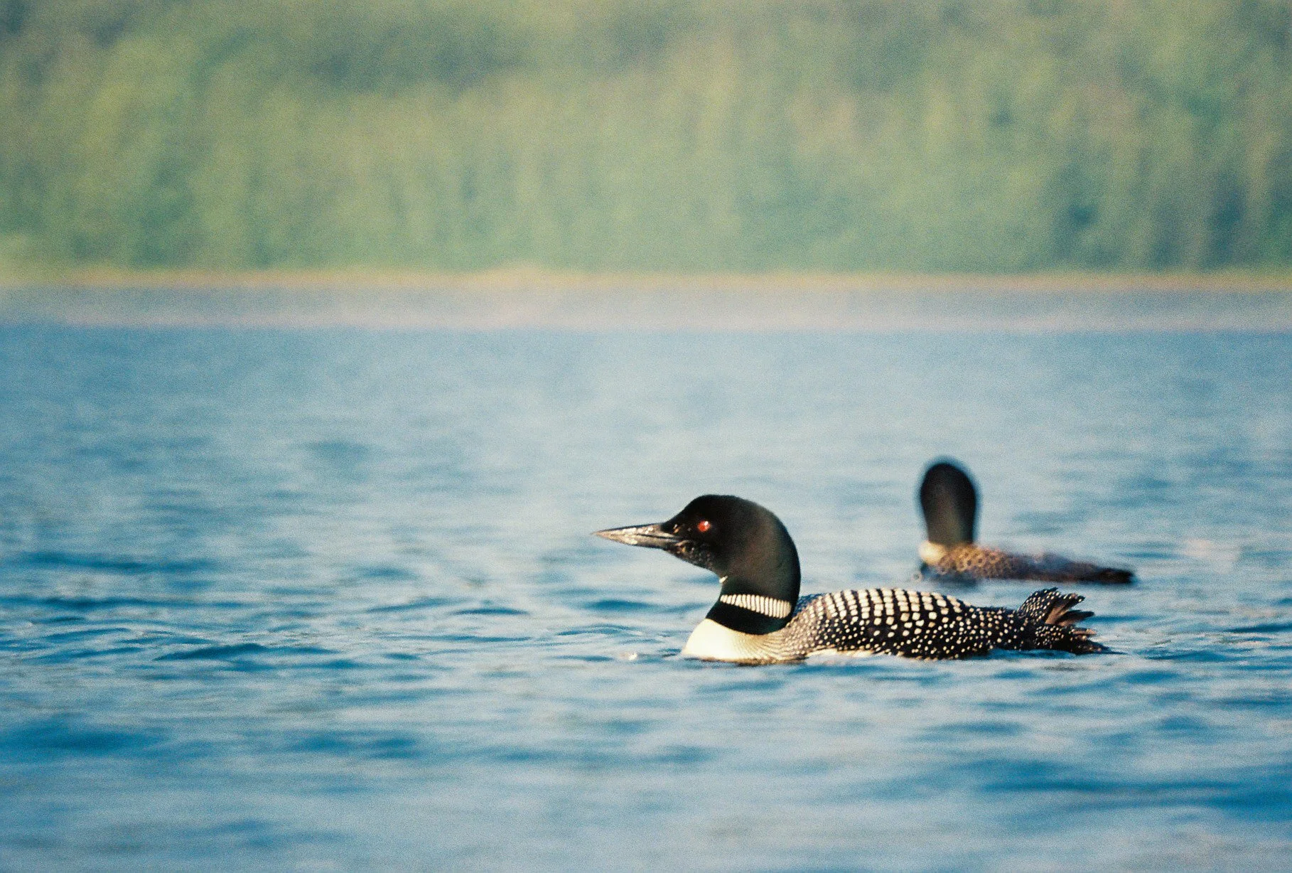 Bird of the Month •October•