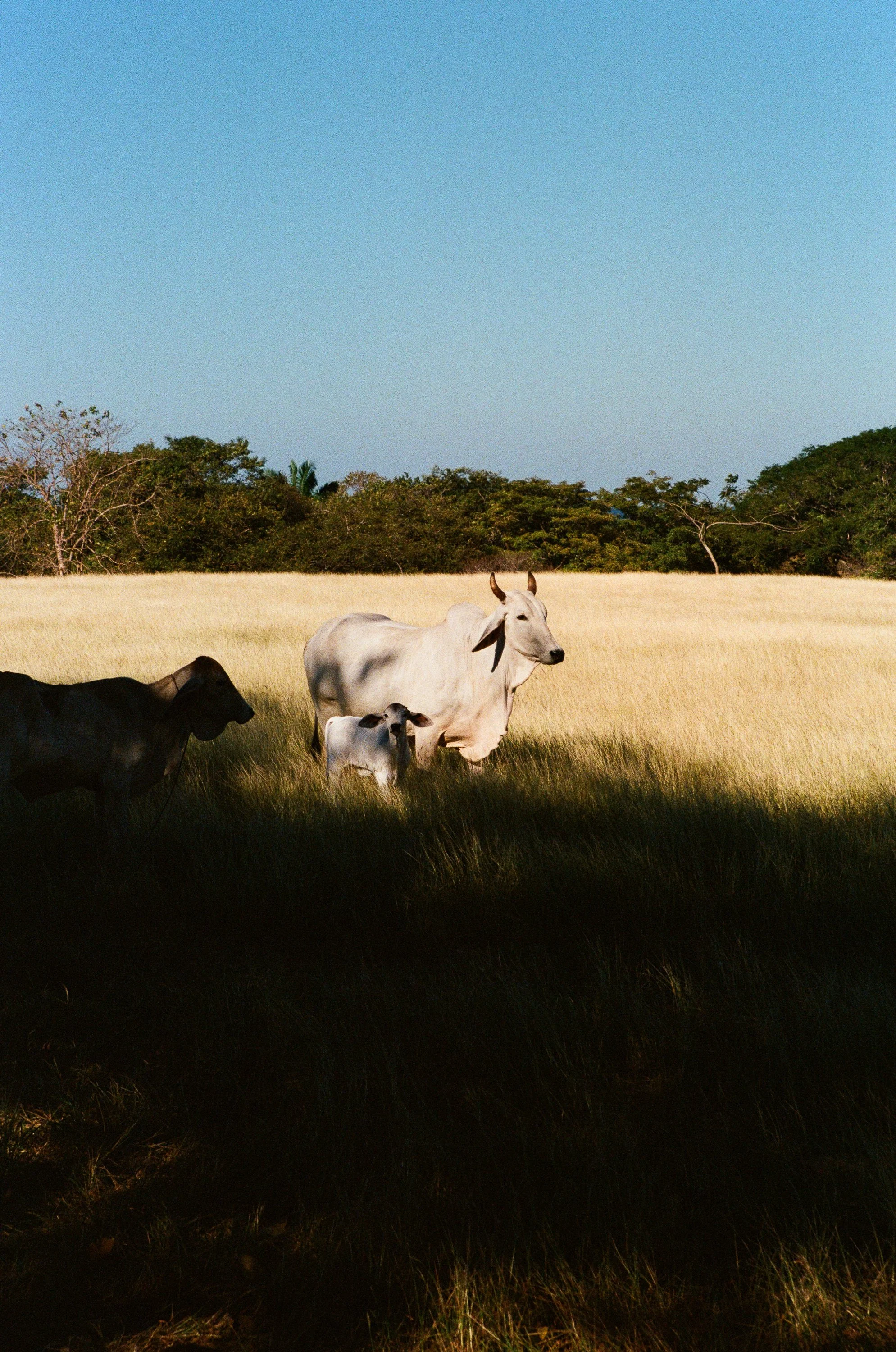 Modern houses in Costa Rica