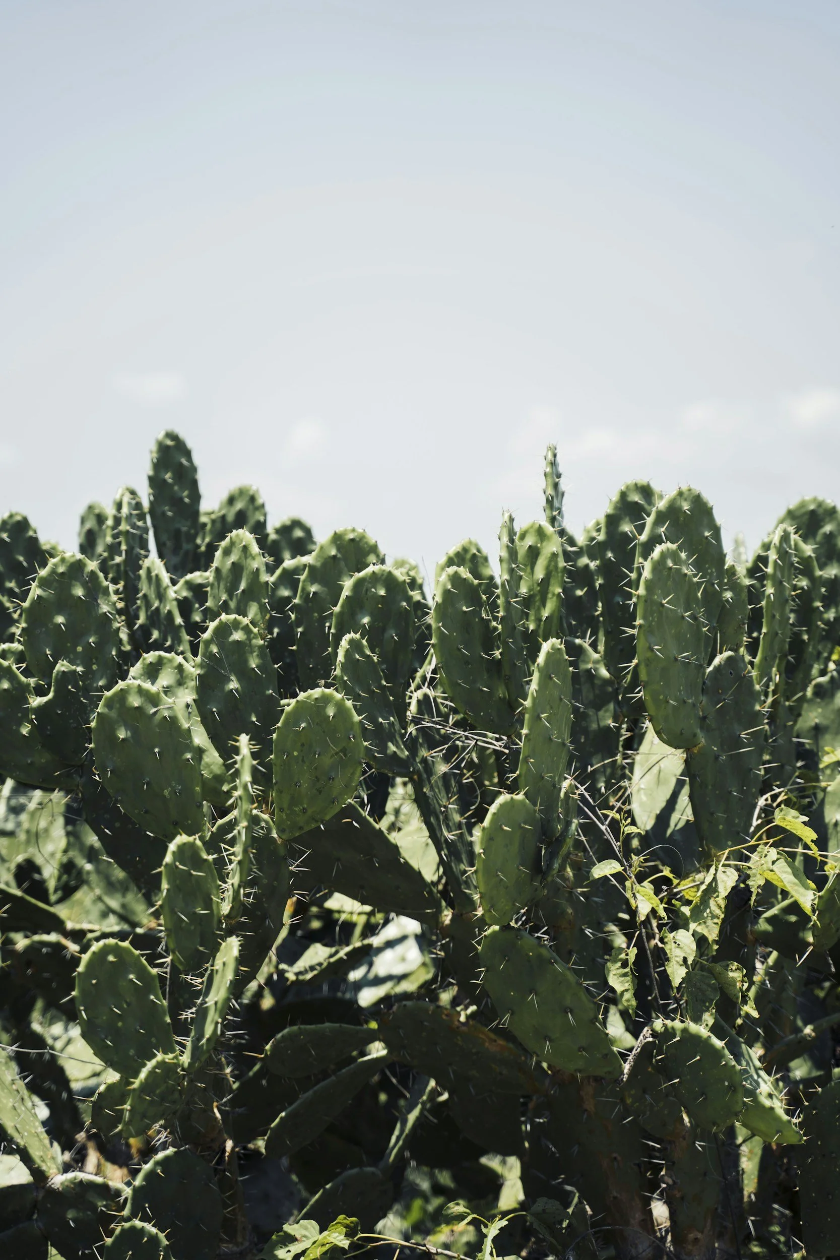 Close-up of a cactus plant with several green pads covered in spines, set against a clear sky.