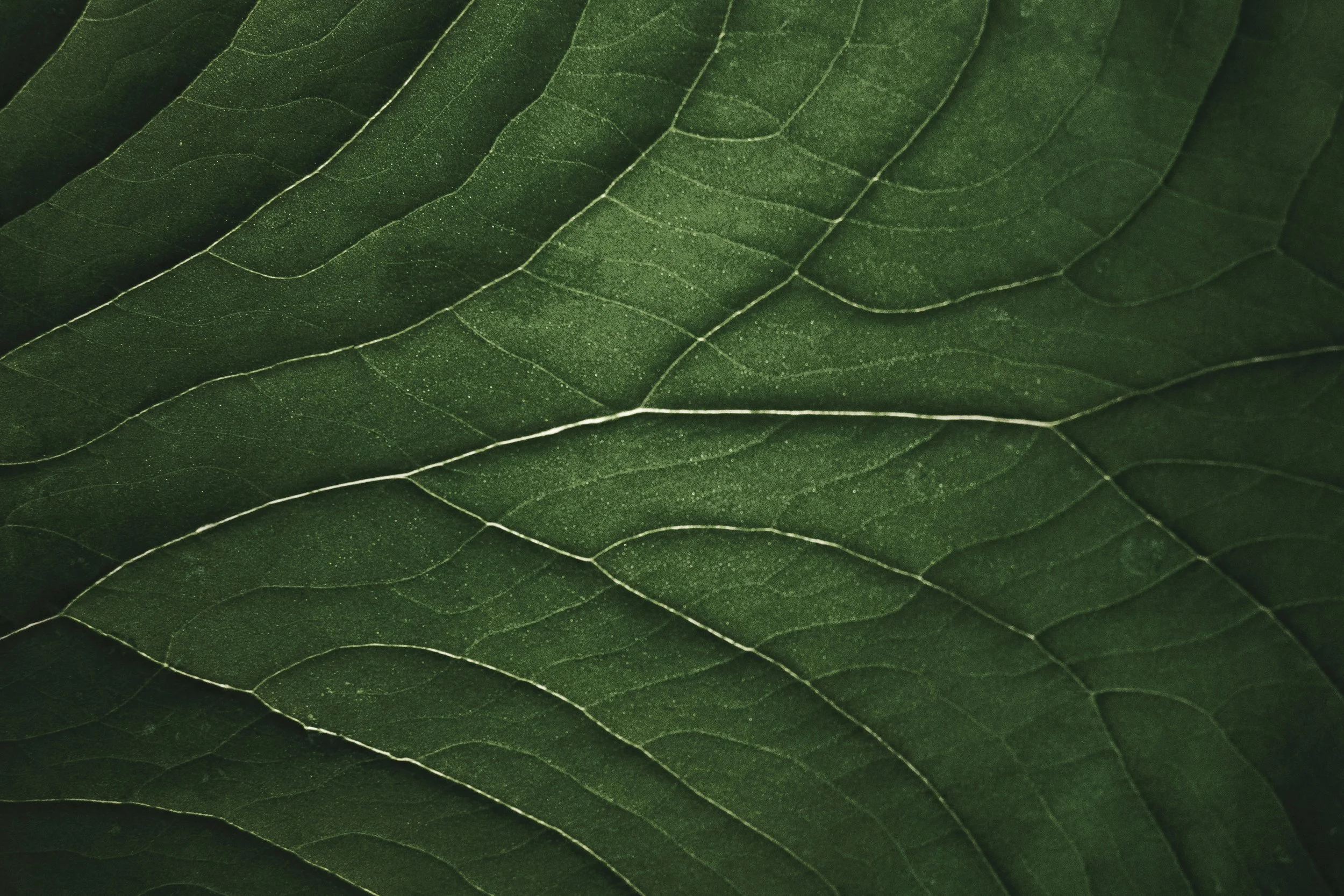 Close-up of green leaves with visible veins and textured surface.