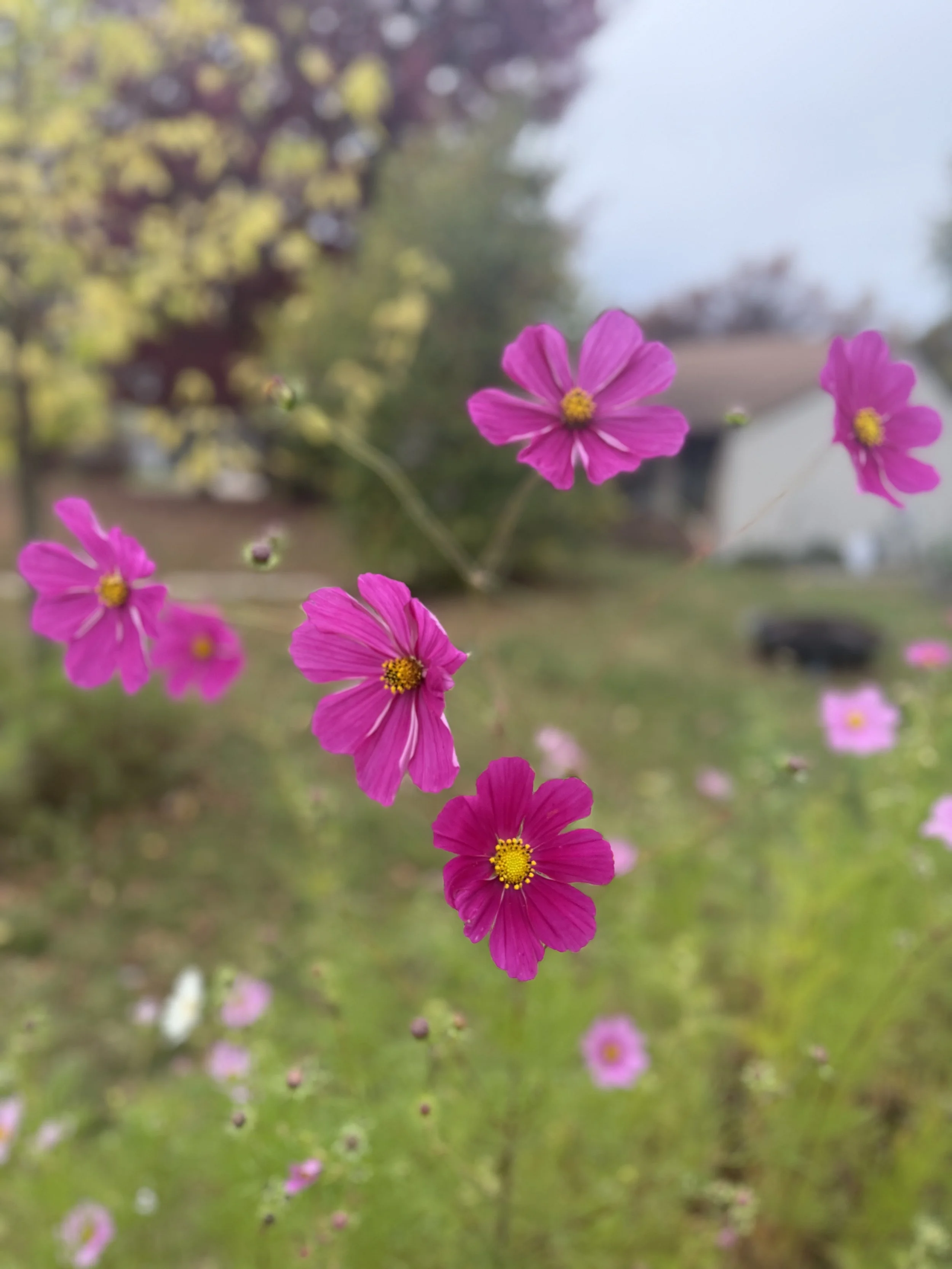 IMG_4120.jpeg